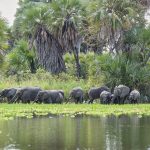 Elephants-by-the-river-in-Nyerere-National-Park-Easy-Travel-Tanzania-scaled