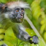 Zanzibar-red-colobus-monkey
