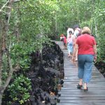 Zanzibar_Jozani_Forest_03