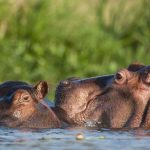 mikumi-national-park-750x450