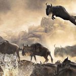 wildebeests-migration-safari__1920x864-5